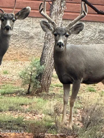 Mule Deer Nearby