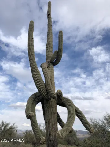 780