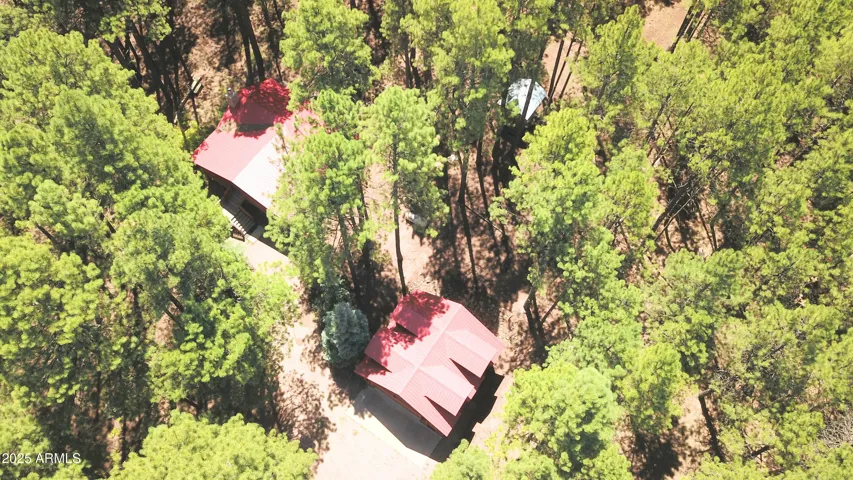 Mature forest Welcomes you.