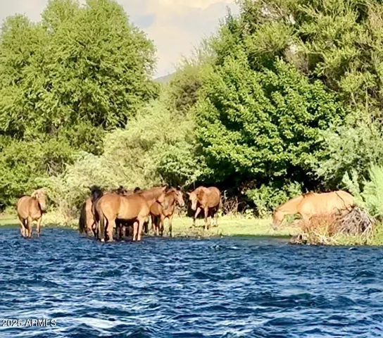 30 minutes to the Salt River for tubing, paddle boarding, viewing wild horses.