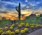 Enjoy year round events & discover the vibrant heart of the Sonoran Desert, showcasing stunning cacti & desert blooms!