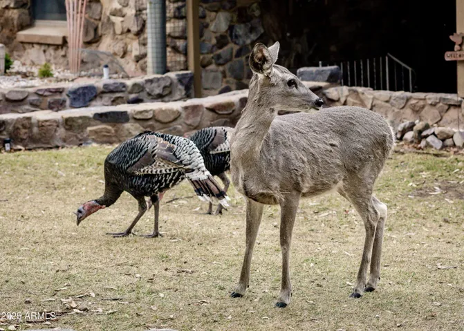 Local Wildlife