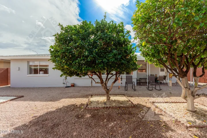 2 huge orange trees in back yard