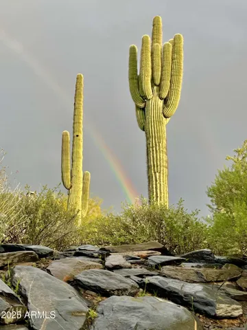Saguaro cactus with rainbow