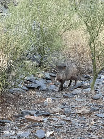 Friendly neighborhood javelina