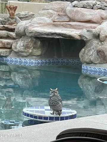 A friendly owl visitor