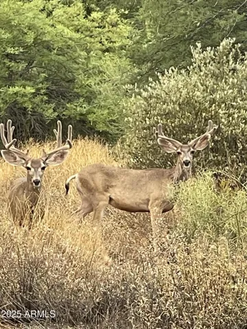 Wildlife galore