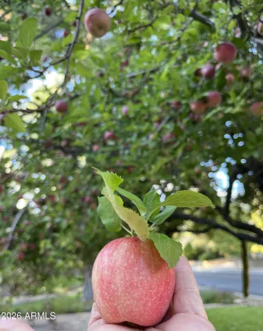 Apple Tree in Front Yard