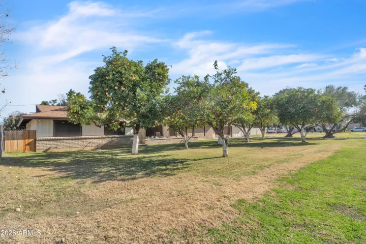 This is the front yard moment buyers remember — mature citrus trees, open space, and the kind of property character you cannot easily recreate.