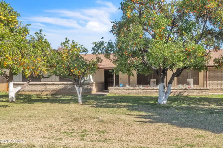 Front yard citrus orchard with mature trees and open lifestyle setting.