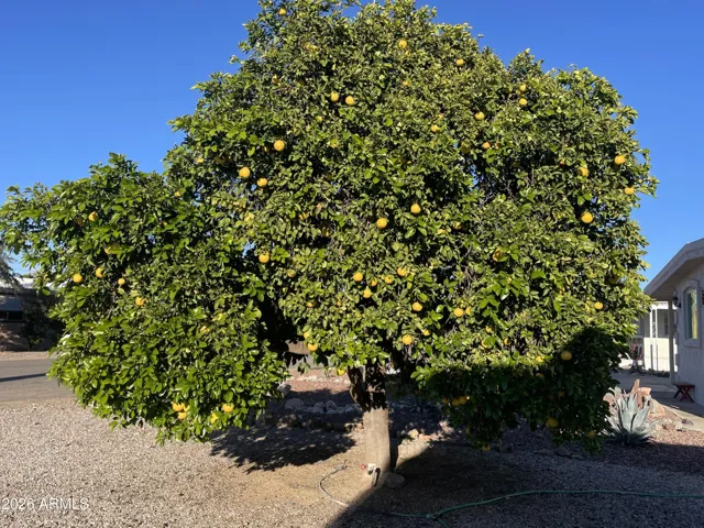 Fruit trees