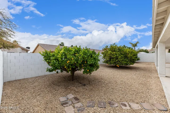 mature citrus trees