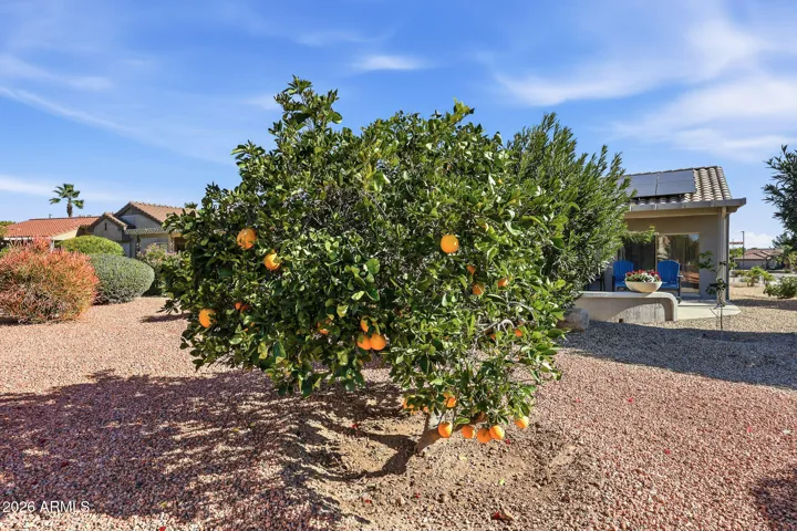 Navel Orange Tree