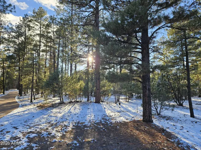 Tall ponderosa pine trees