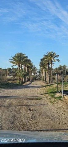 Date trees with water outlet at each tree.