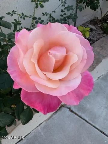 Home has many rose bushes in front that look gorgeous when in bloom.