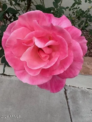 Home has many rose bushes in front that look gorgeous when in bloom.