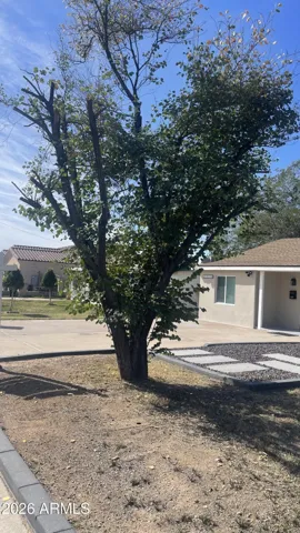 Mature Trees for shade and beauty