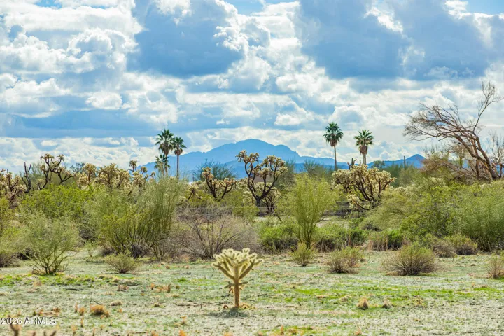 Look at the view of the mountains and desert flora.