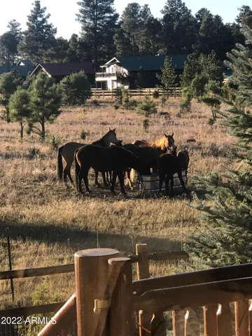 OFTEN GRAZE AND ARE BEAUTIFUL TO WATCH