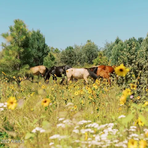 GRAZING BEHIND THE CABIN IN THE SPRING