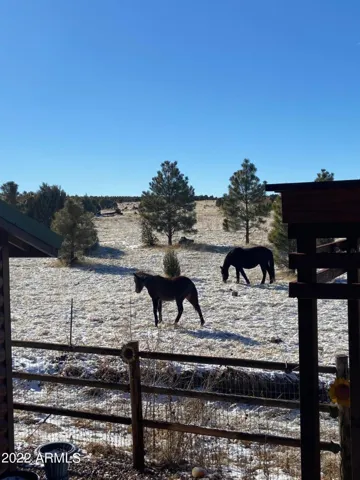 WILD HORSES BEHIND THE CABIN
