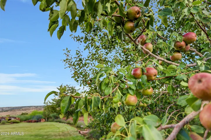 one of 60 fruit trees
