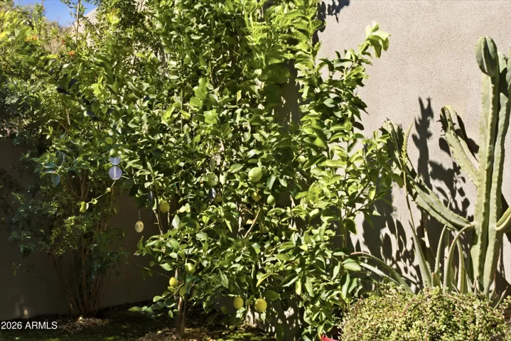 LEMON TREE