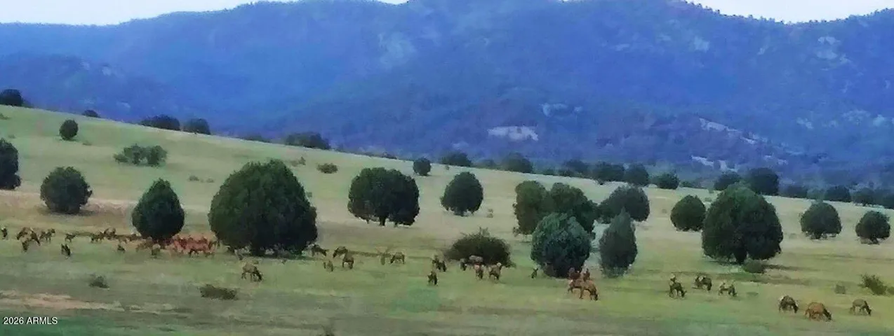 View from Deck - Elk