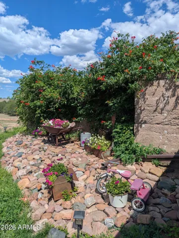 Backyard Flowers