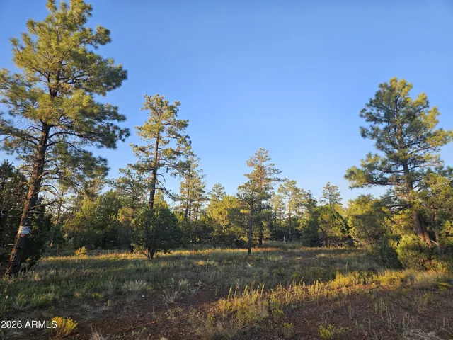 Tall Ponderosa Pine Trees