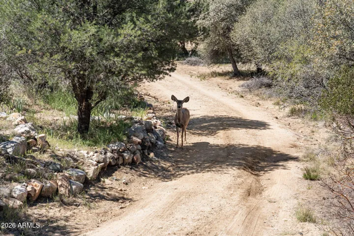 Deer Will Greet You Daily.