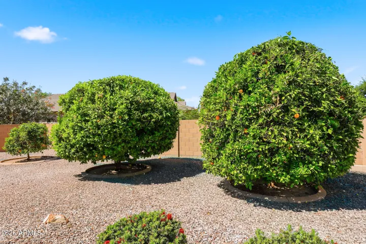 Mature Producing Fruit Trees