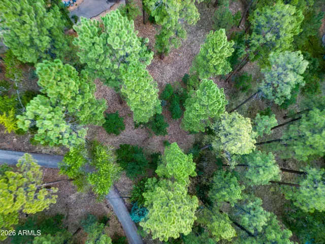Tall Pines