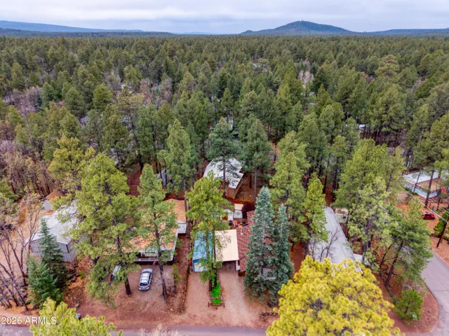 sea of pine trees