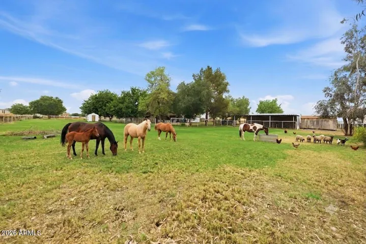 Horses are virtually staged