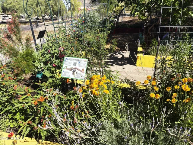Butterflies at the Community Garden