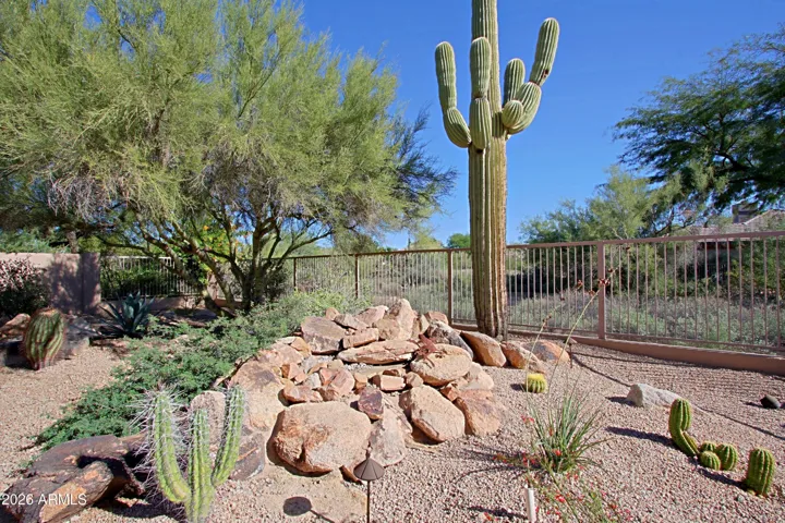 A Sonoran delight--a majestic Sagauro