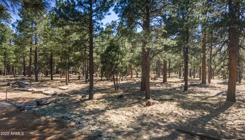 Forest Bordering Lot!!