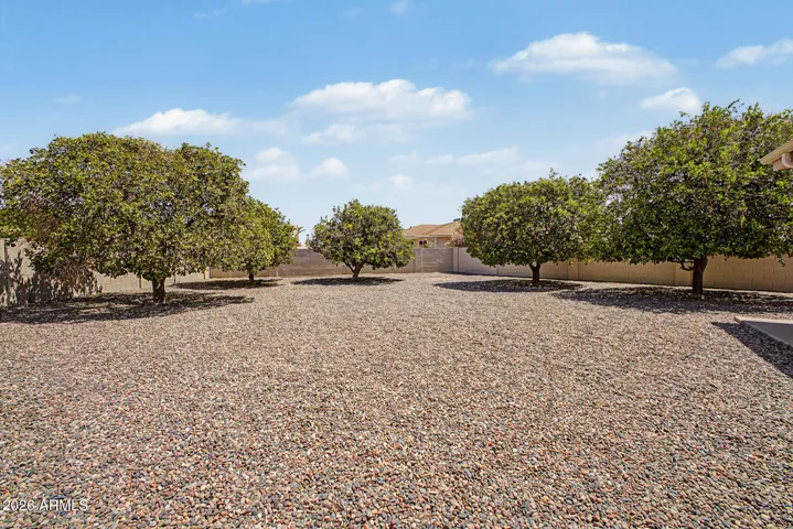 mature citrus trees