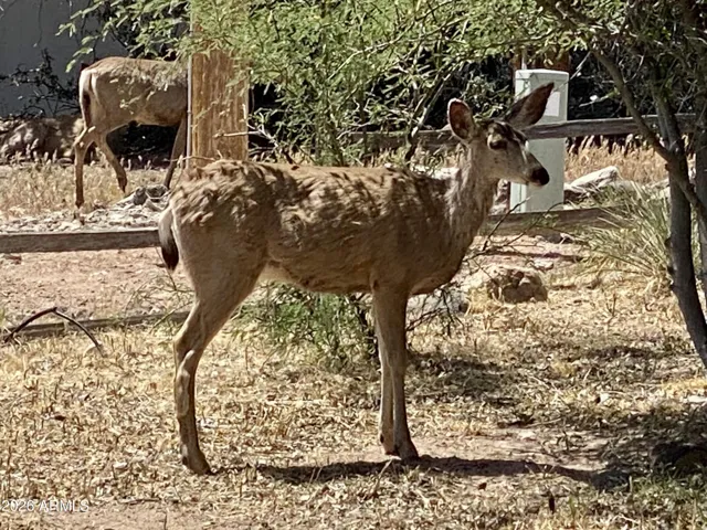 Local Wildlife