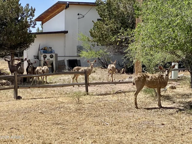 More Local Wildlife