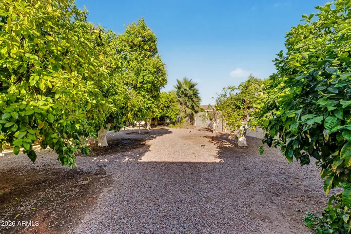 Large backyard with an abundance of grapefruit & lemon trees.