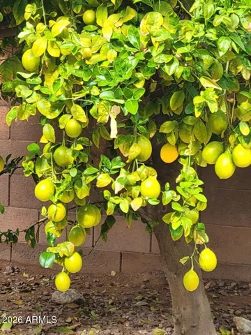 Citrus tree