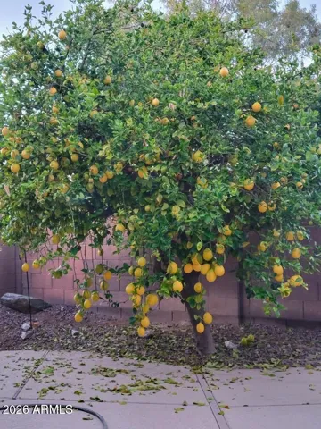 Citrus trees