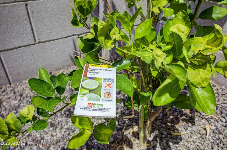 Lemon and Lime Trees
