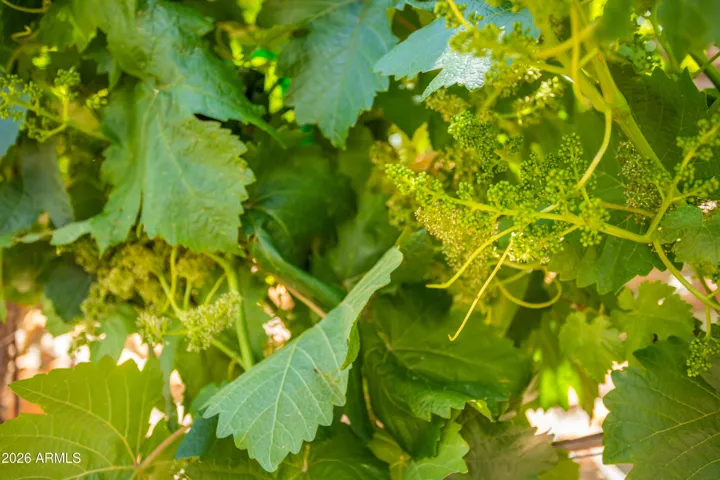 Grapes are nearly maturing!!!