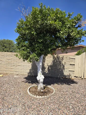 Orange tree