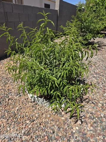 Peach tree