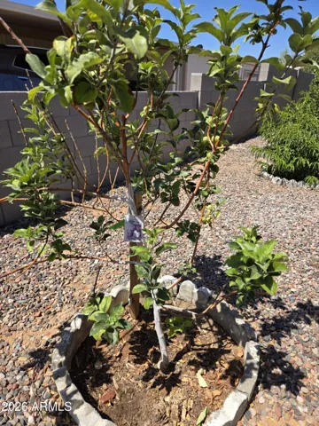 Honeycrisp Apple tree